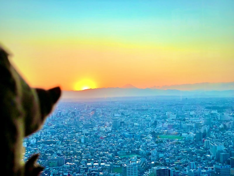 51 Aussicht auf Fuji