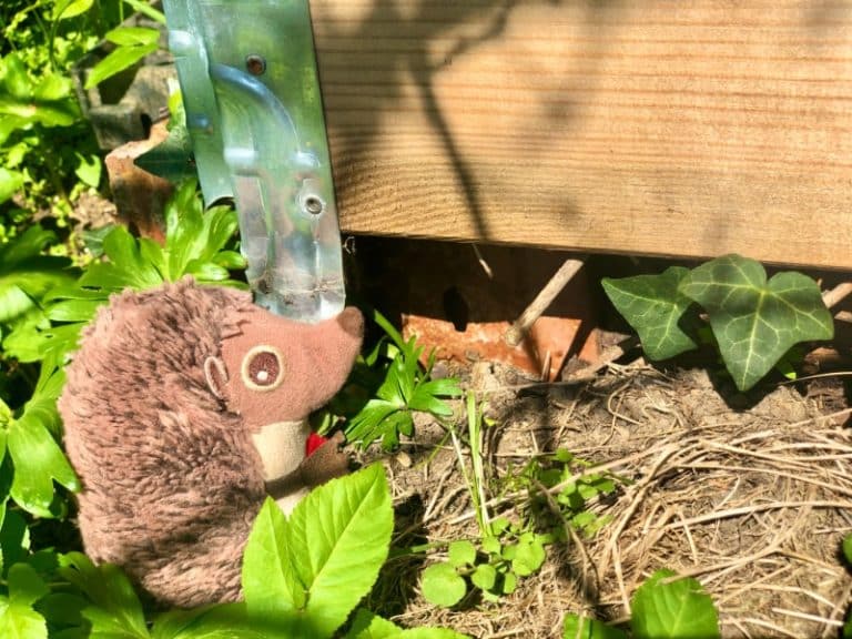 Paula Igel im Garten nach dem Winterschlaf 4