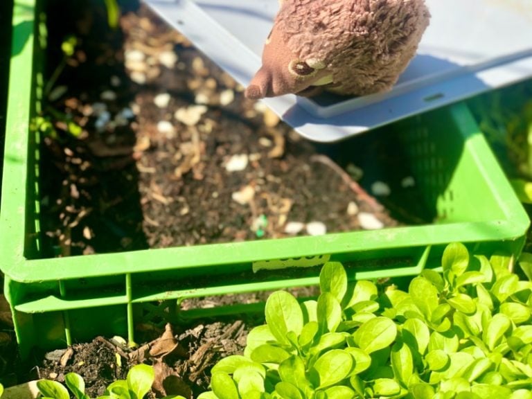 Paula Igel im Garten nach dem Winterschlaf 5