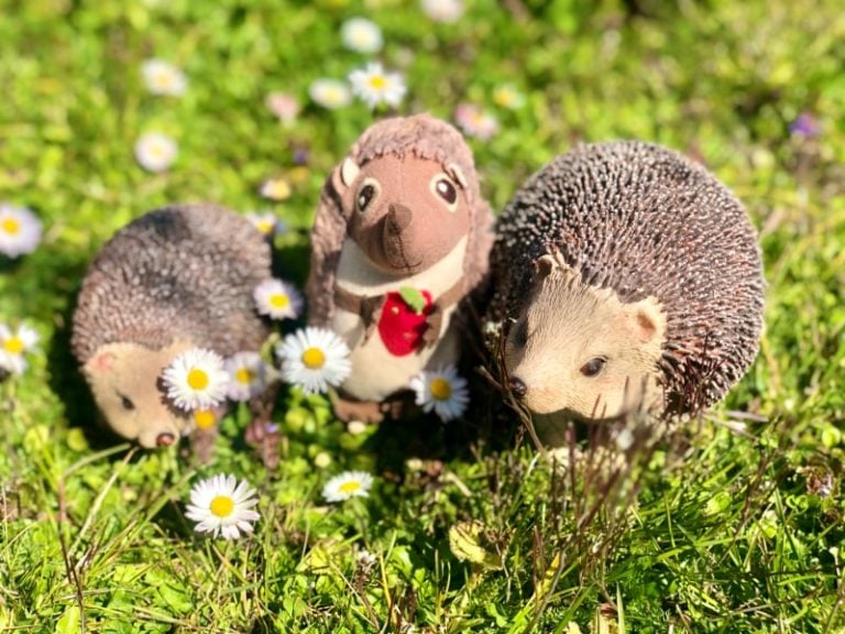 Paula Igel im Garten nach dem Winterschlaf 9