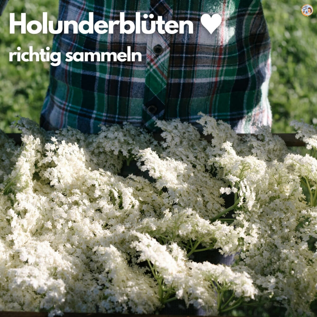 Holunderblüten richtig sammeln