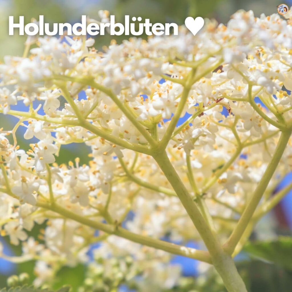 Holunderblüten im Frühling