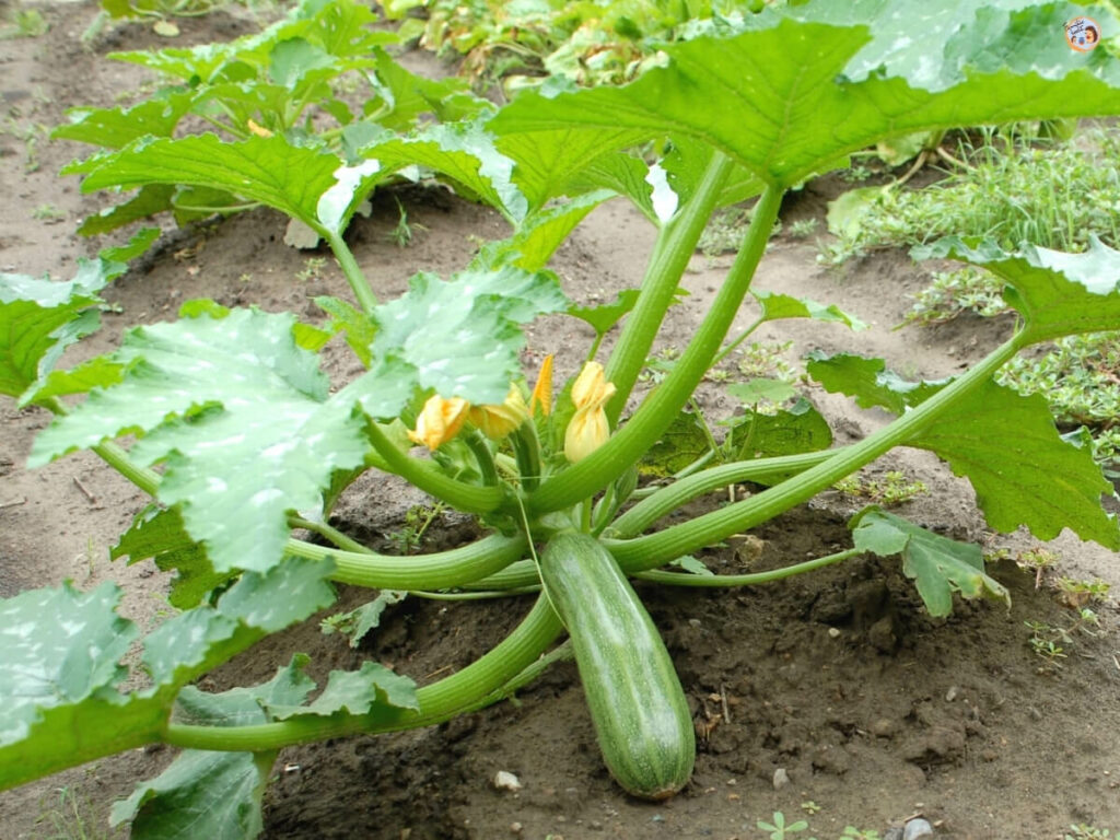 Zucchini Rezept