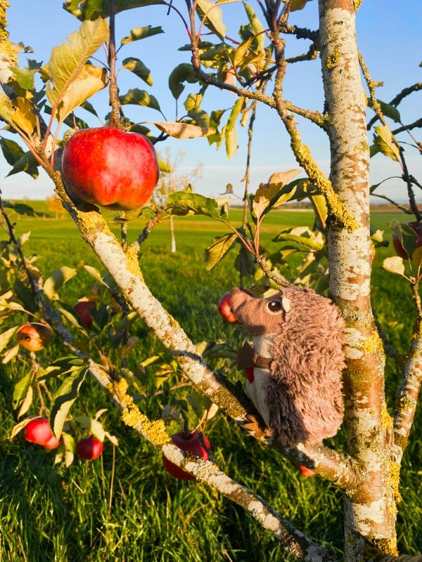 Paula Igel auf dem Bauernhof Apfelbaum