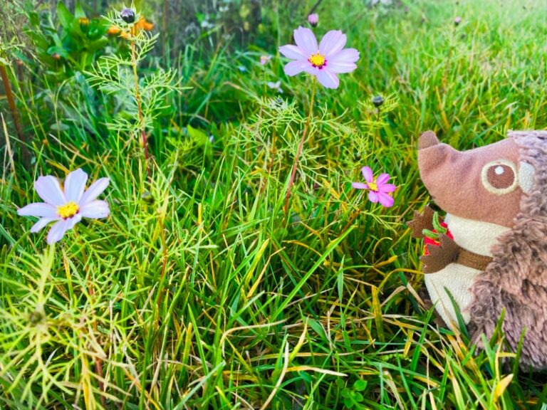 Paula Igel auf dem Bauernhof Blumenwiese