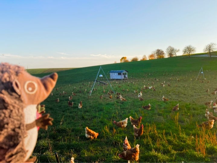 Paula Igel auf dem Bauernhof Hühner 2