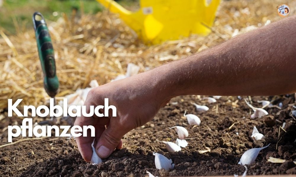 Knoblauch pflanzen