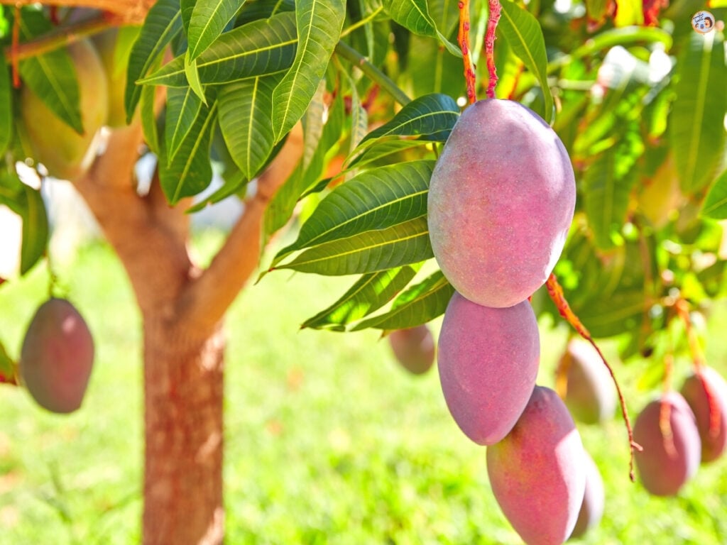 Mango Lassi