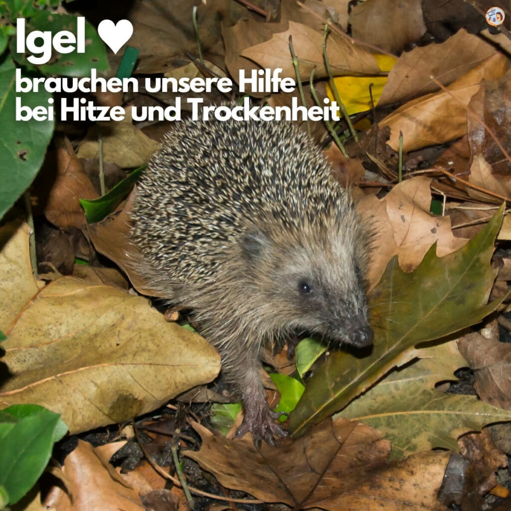 Igel