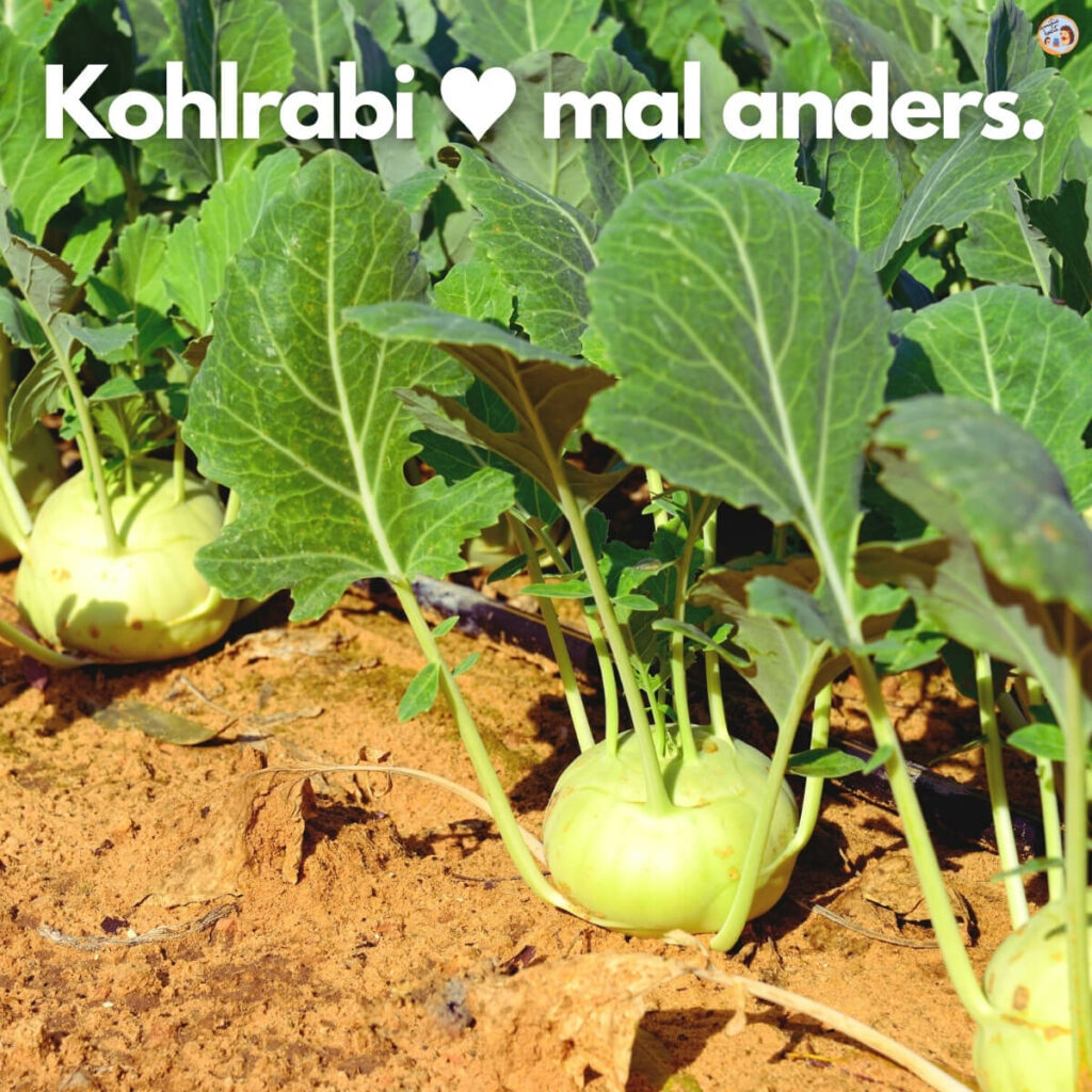 Kohlrabi mal anders