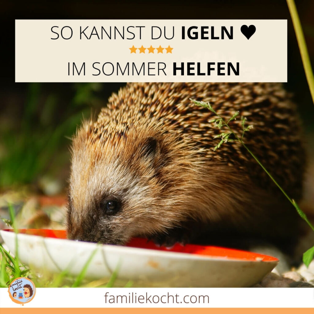 So kannst du Igeln im Sommer helfen