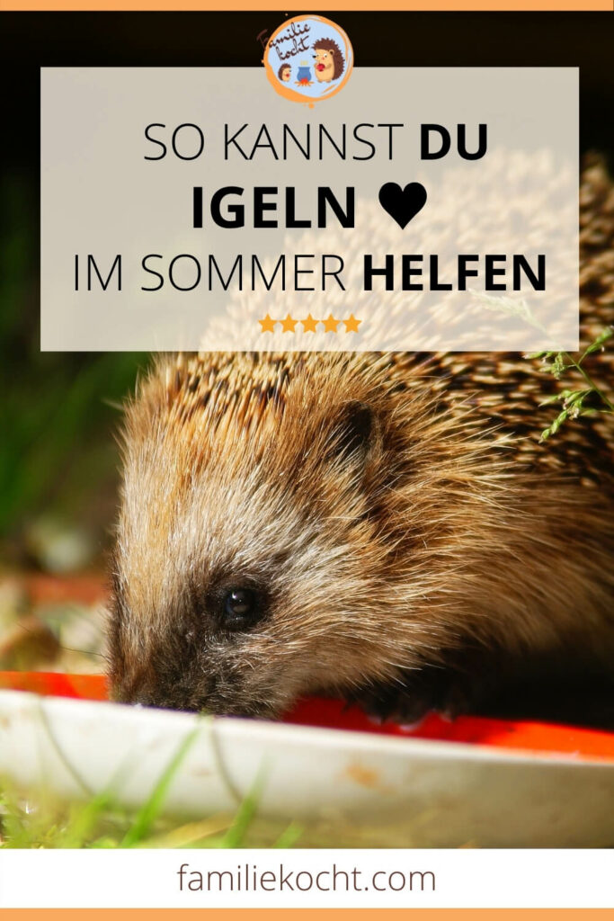 So kannst du Igeln im Sommer helfen
