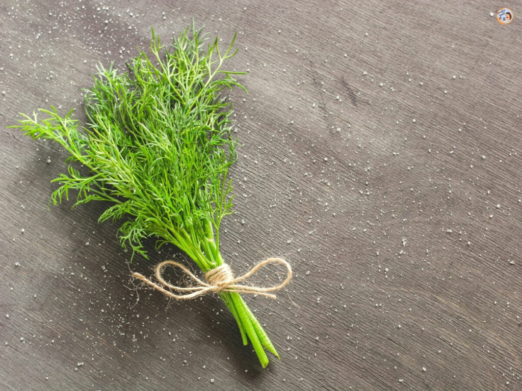 Gurkensalat mit Dill