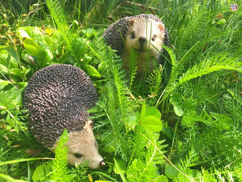 Wildkräuter für Smoothies