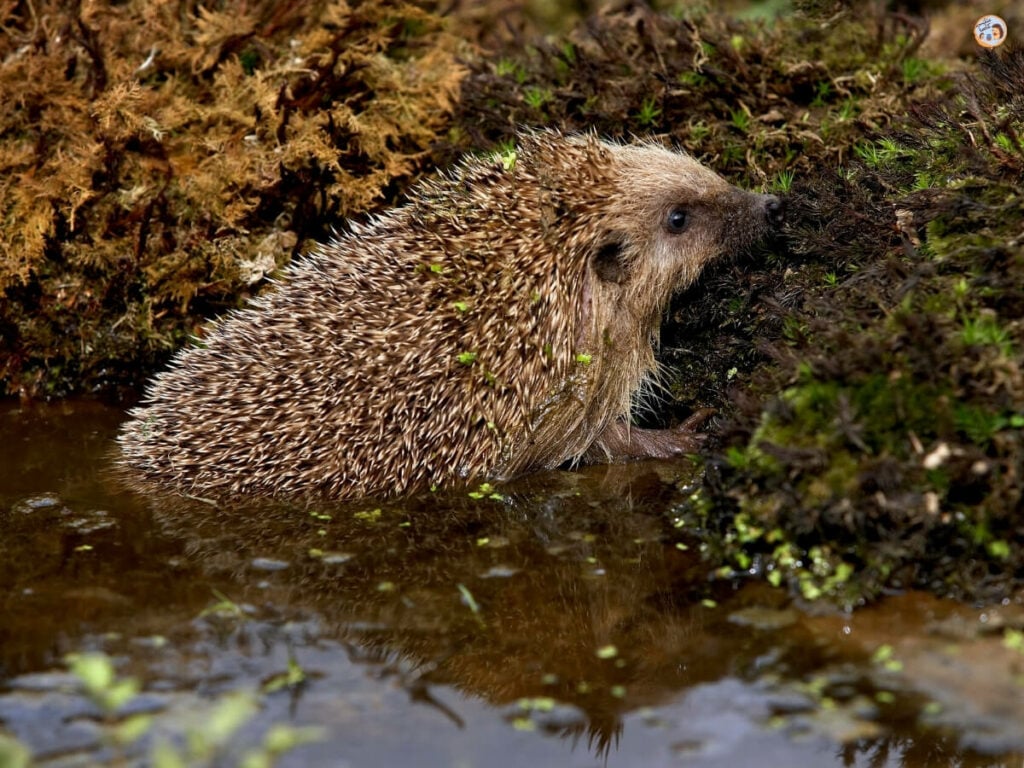 Ausstieg am Teich für Igel