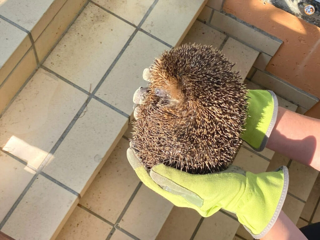 Igel im Kellerschacht