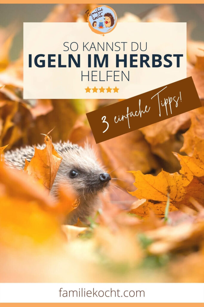 Igeln im Herbst helfen